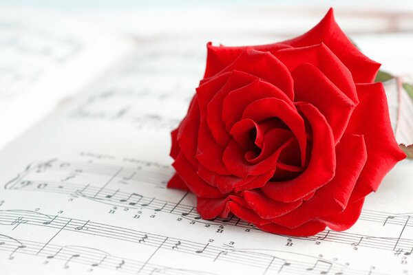 La rosa rossa dell umore musicale