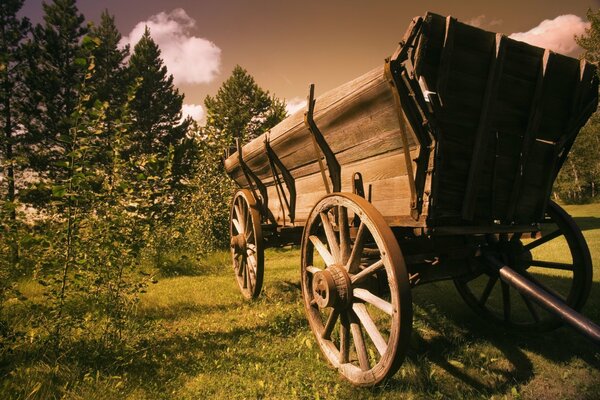 A cart in a pure coniferous forest