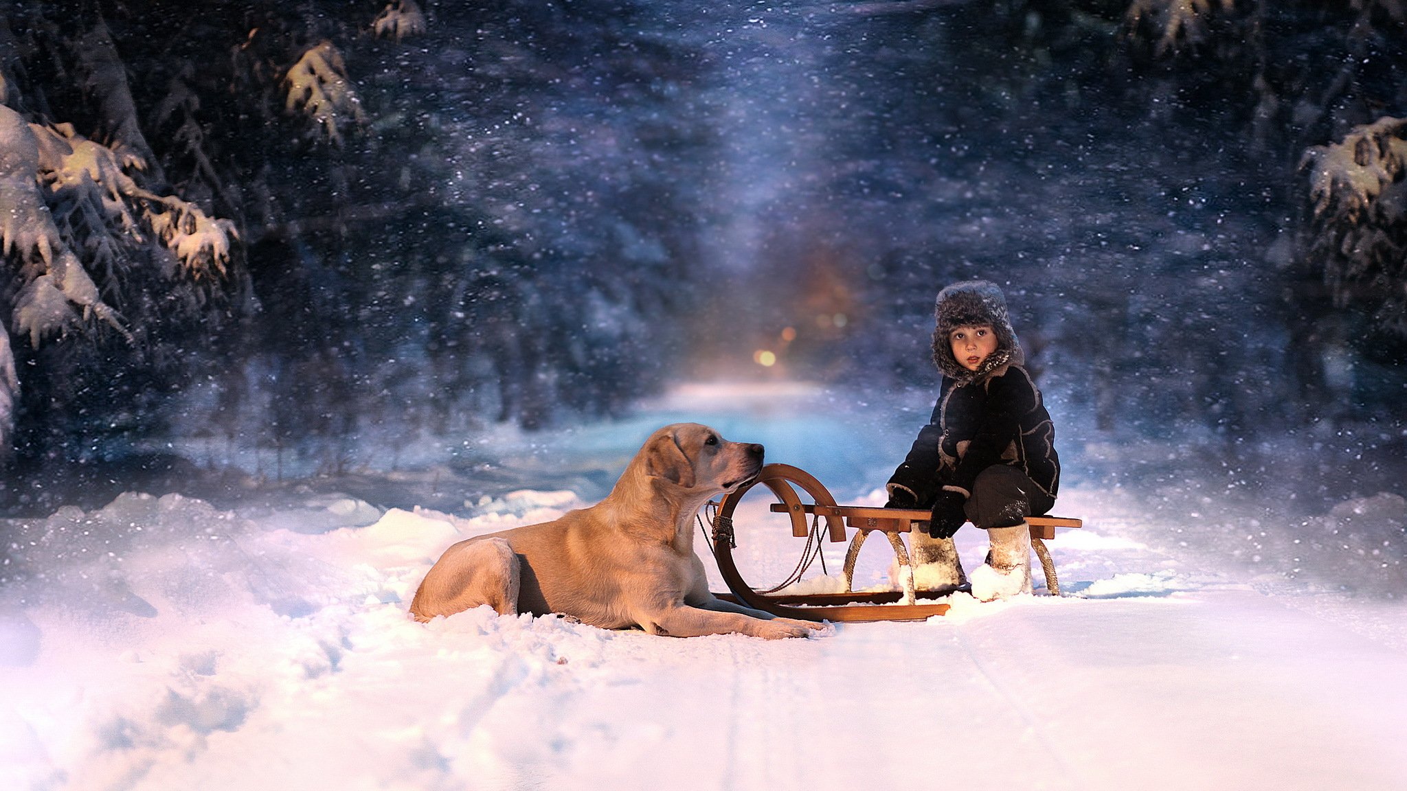 winter snow night sled dog child view forest