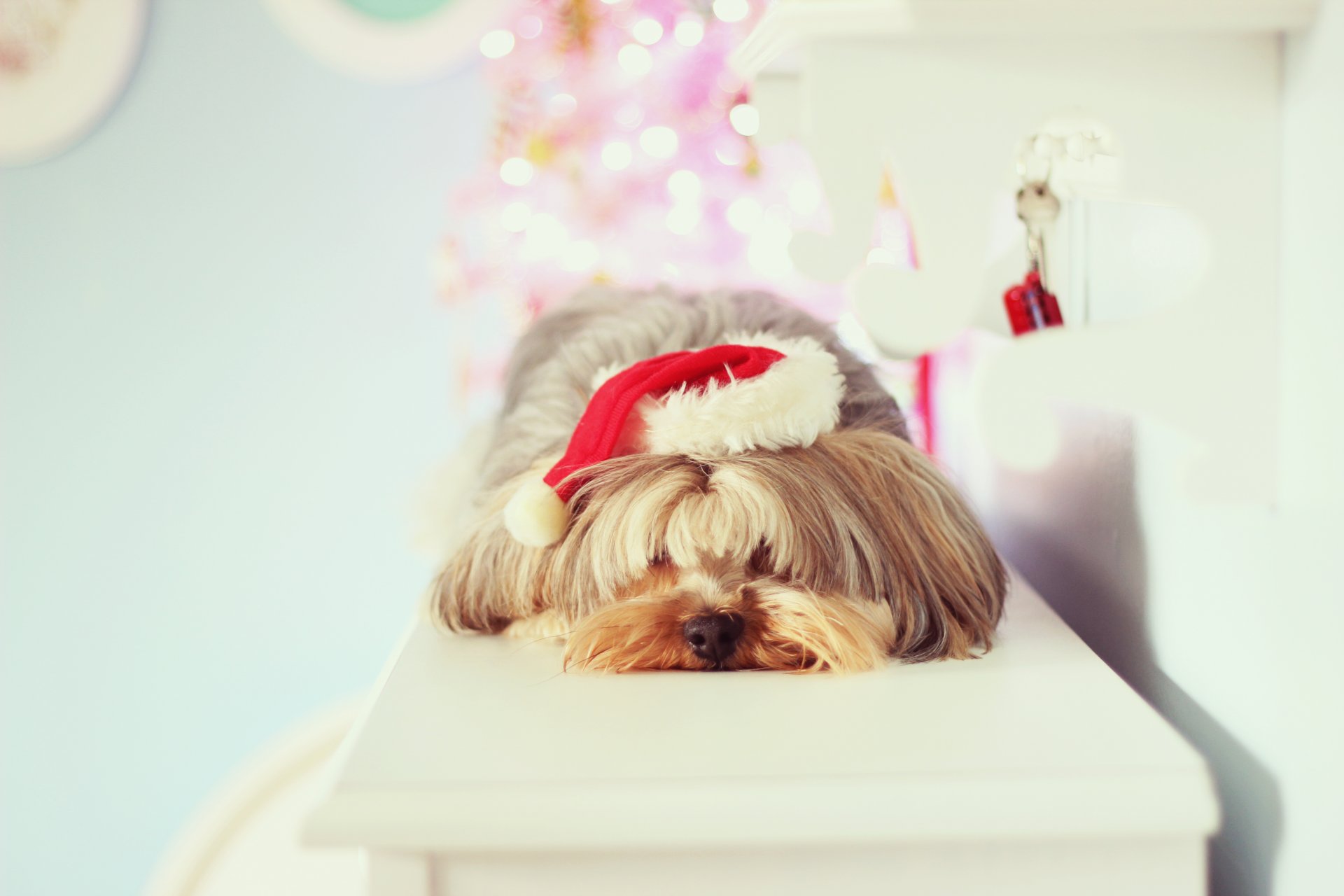 estado de ánimo año nuevo vacaciones navidad perro perrito sombrero año nuevo fondo papel pintado