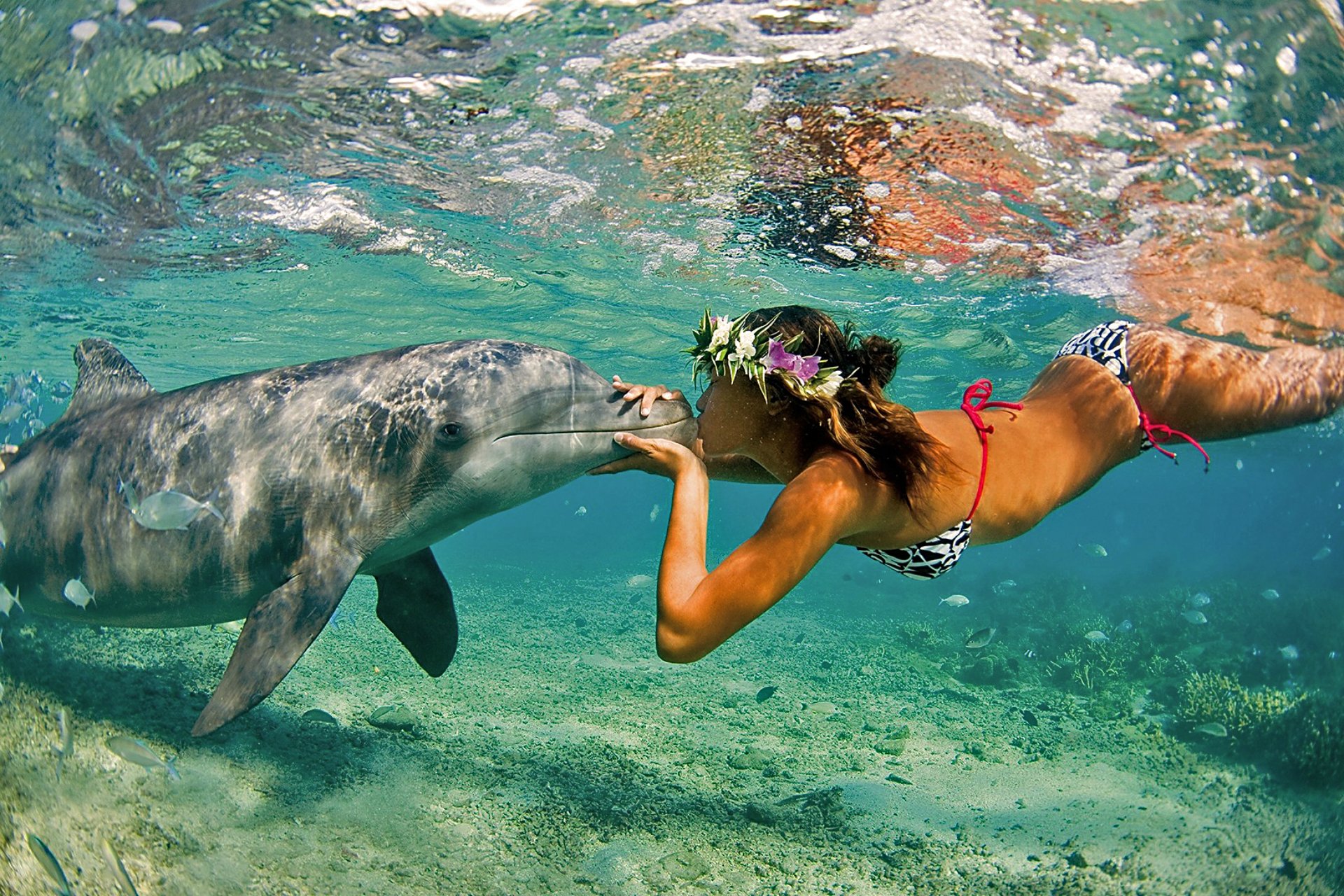 dolphin girl ocean sea nature summer kiss friends the pair