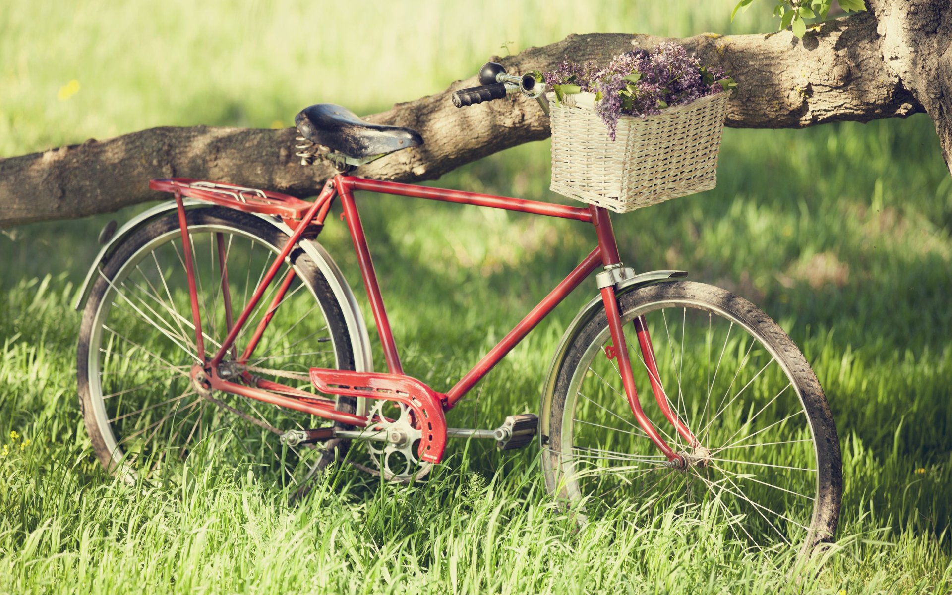 estado de ánimo bicicleta bicicleta ruedas radios hierba vegetación verano primavera alegría vacaciones libertad sueño romance paseo paseo picnic flores rojo árbol tronco corteza marco ramos papel pintado hermoso fondo de pantalla cadena neumáticos rayas primavera primavera