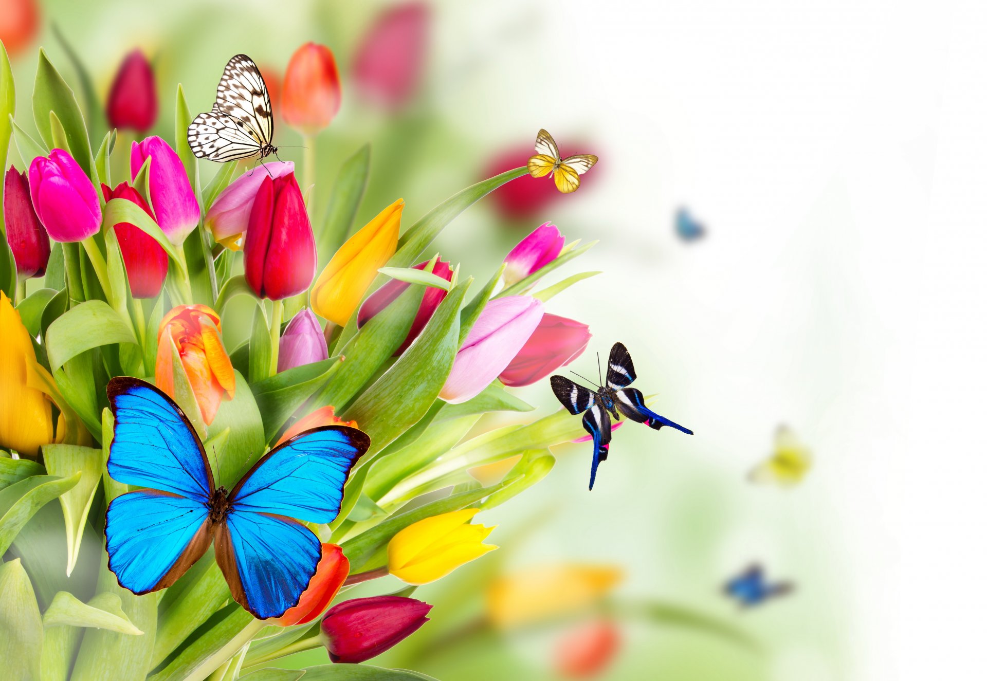 pring flower tulips butterfly