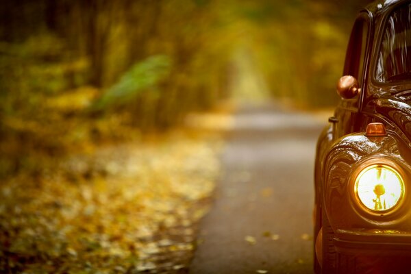 A long road in the autumn forest