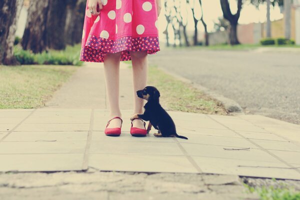 Kleiner Hund ging spazieren