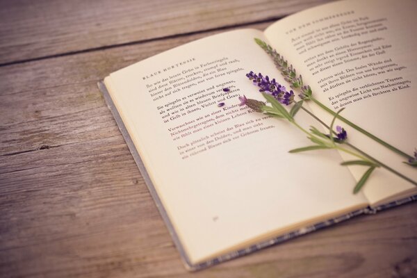 Un rametto di lavanda si trova su un libro con poesie