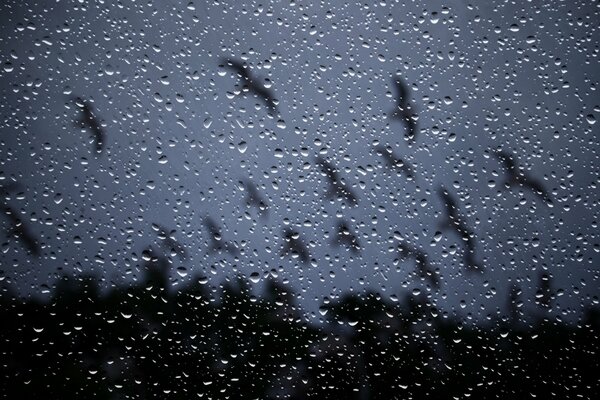 Fenêtre dans les gouttes de pluie. En dehors de la fenêtre, vous pouvez voir un troupeau d oiseaux qui volent