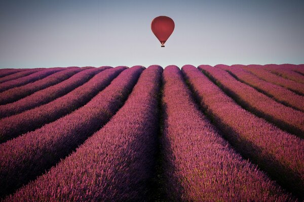 Sur le champ de lavande ballon