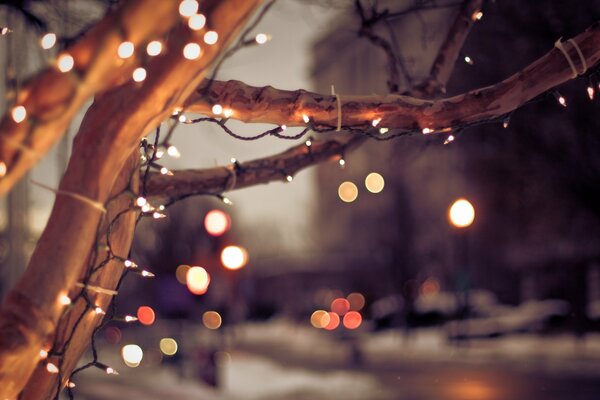 Lights on a tree in the evening