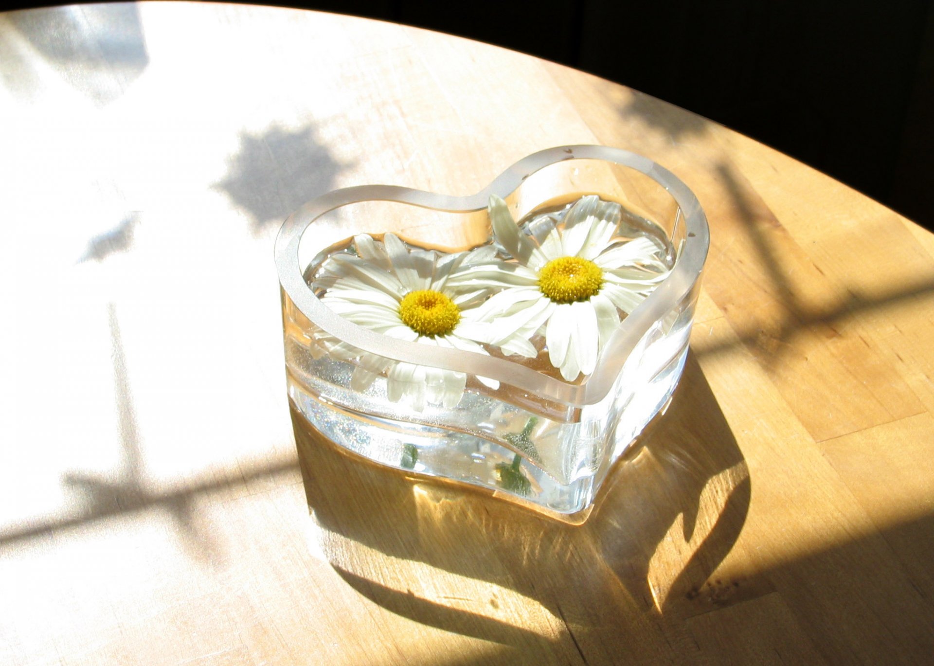 hintergrund boden parkett vase glas form herz blumen paar weiß gänseblümchen