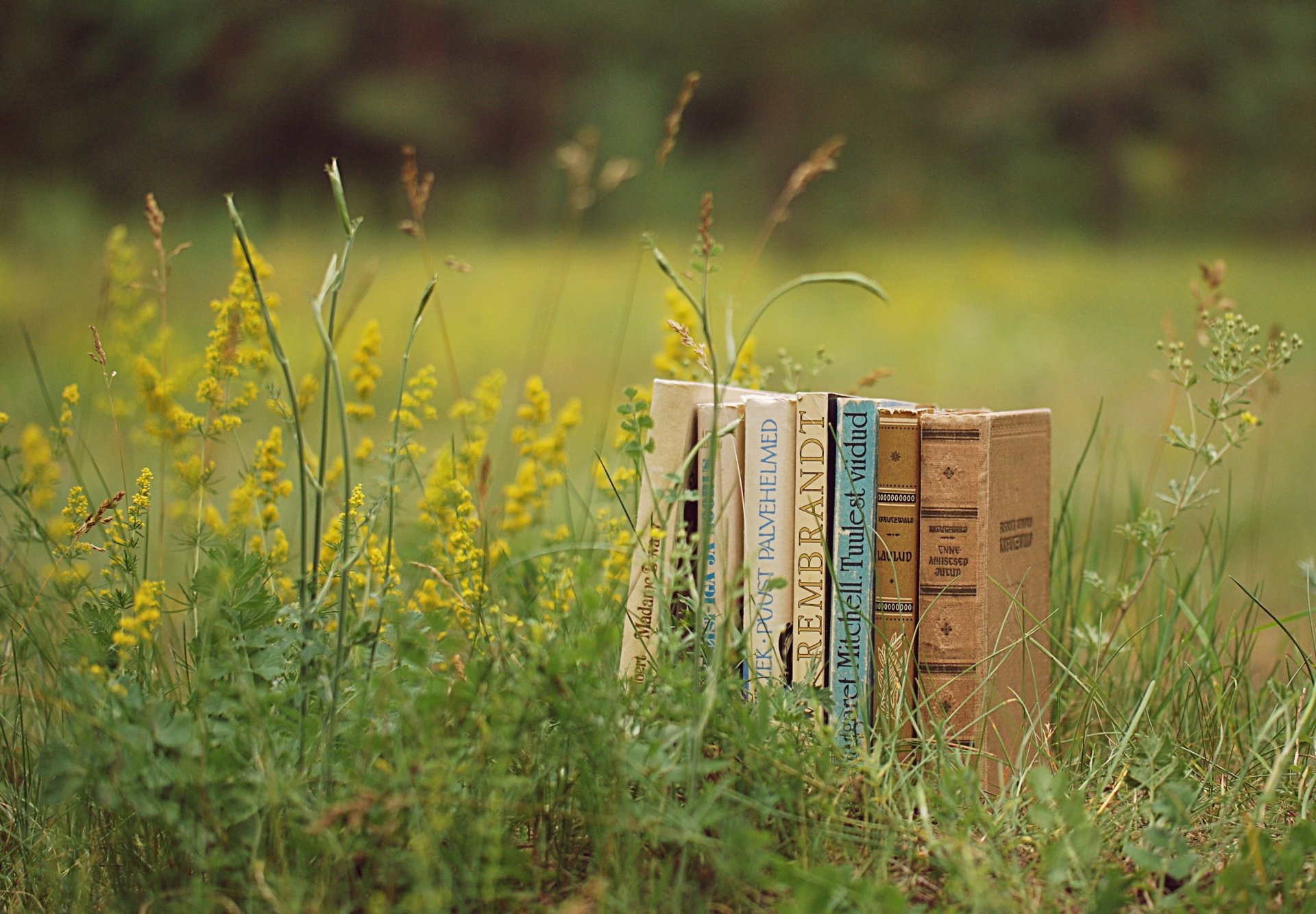 libri radura erba verde piante estate natura lettura umore