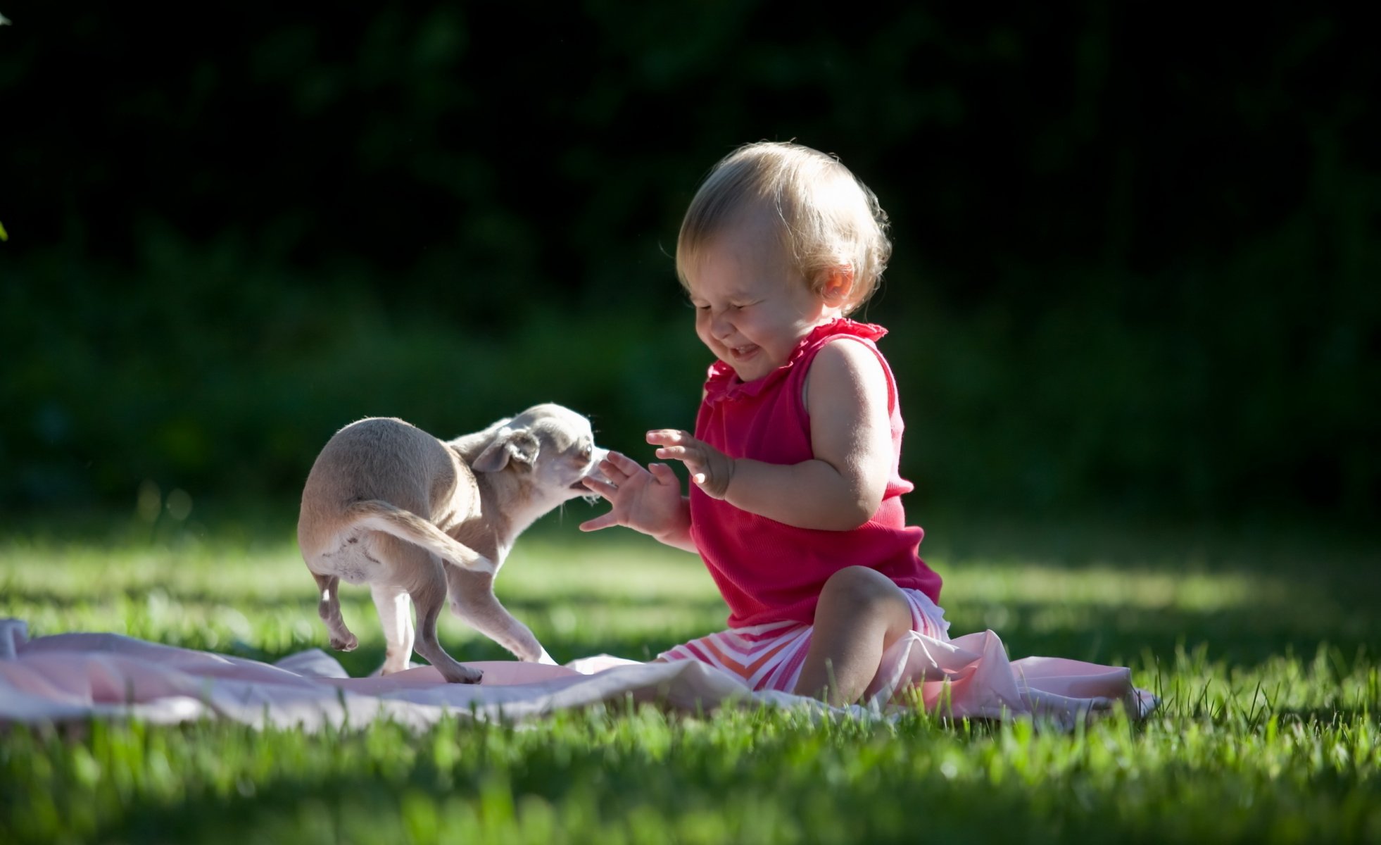 chien herbe humeur