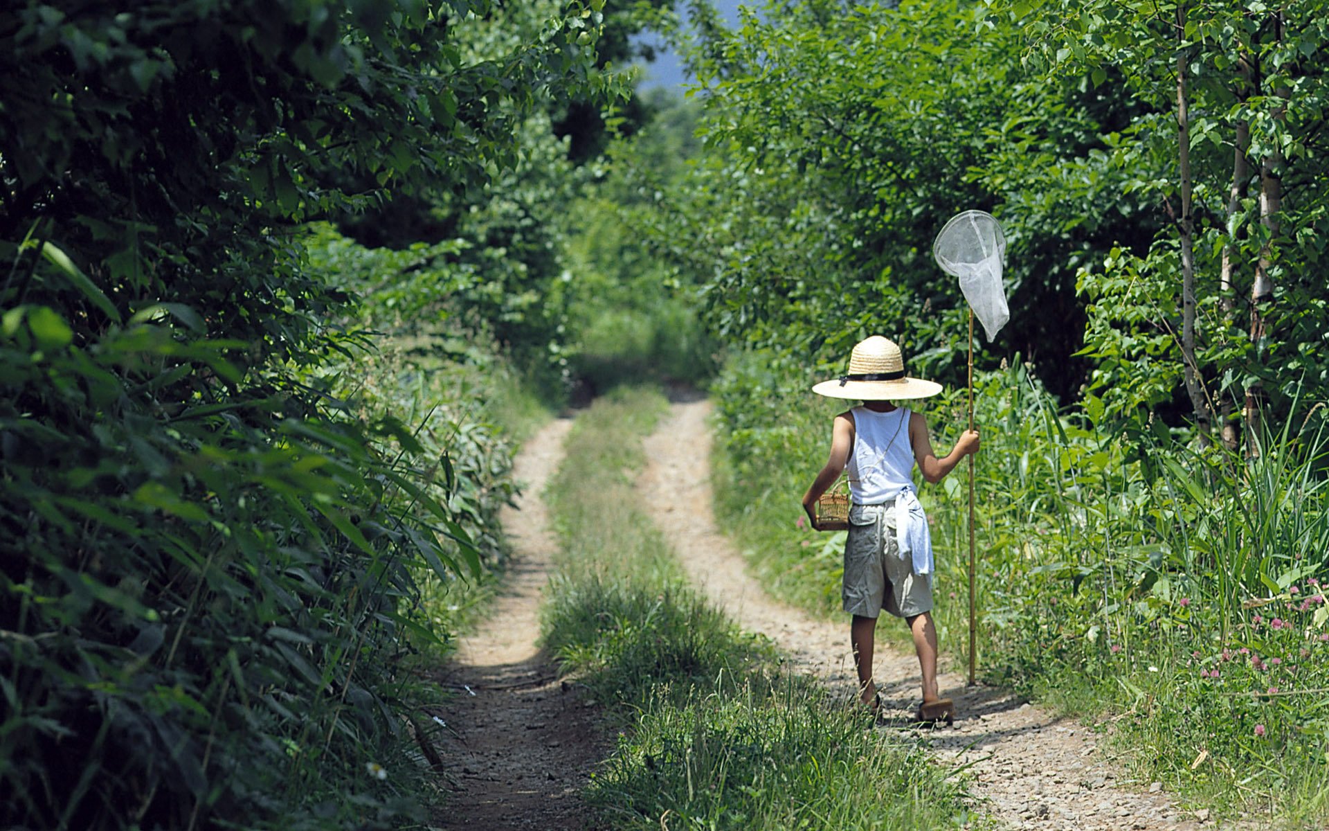 straße gras wald bäume grün vegetation sommer natur junge shorts t-shirt hut käfig kescher