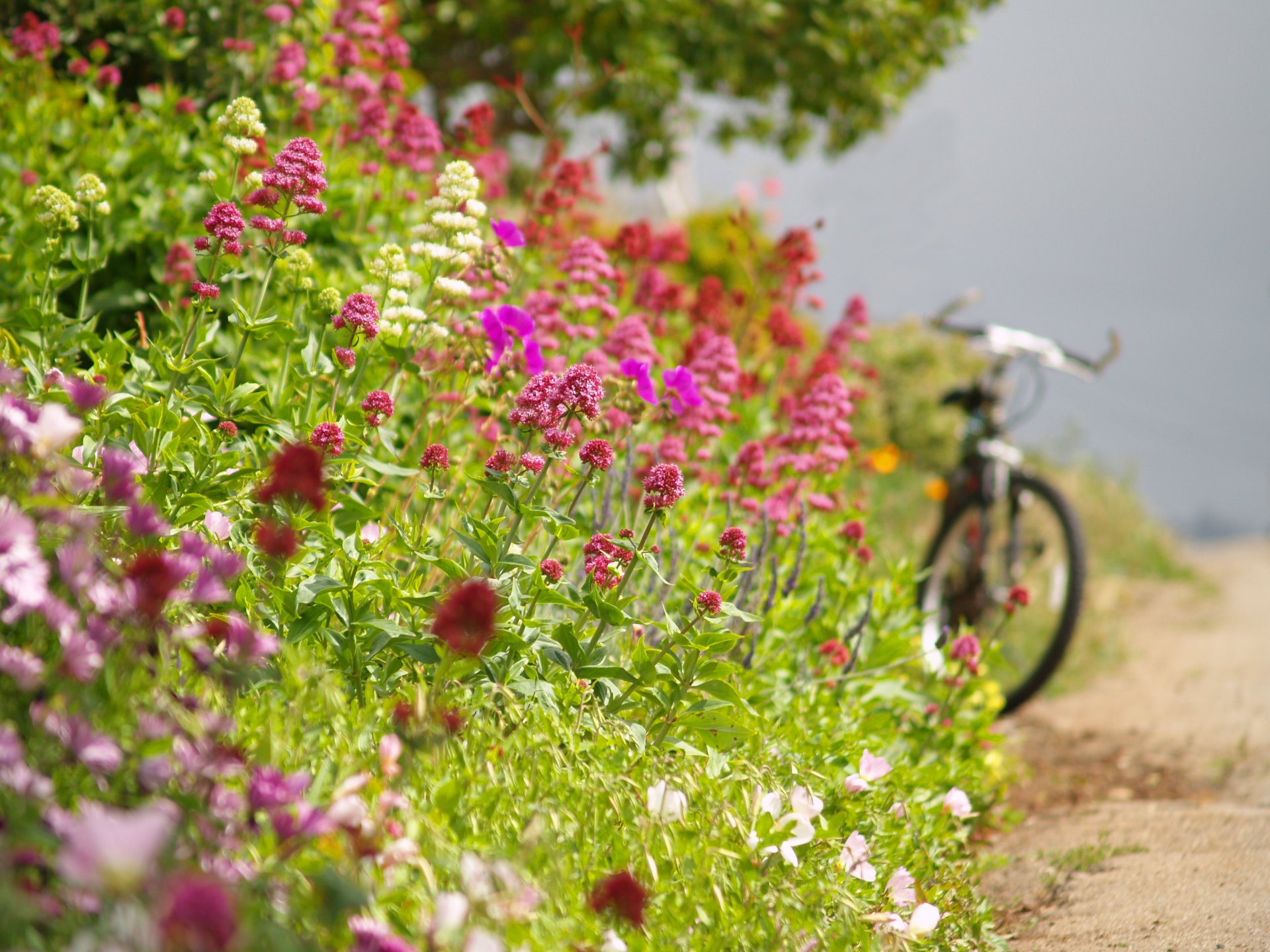 estate strada bordo della strada fiori bicicletta