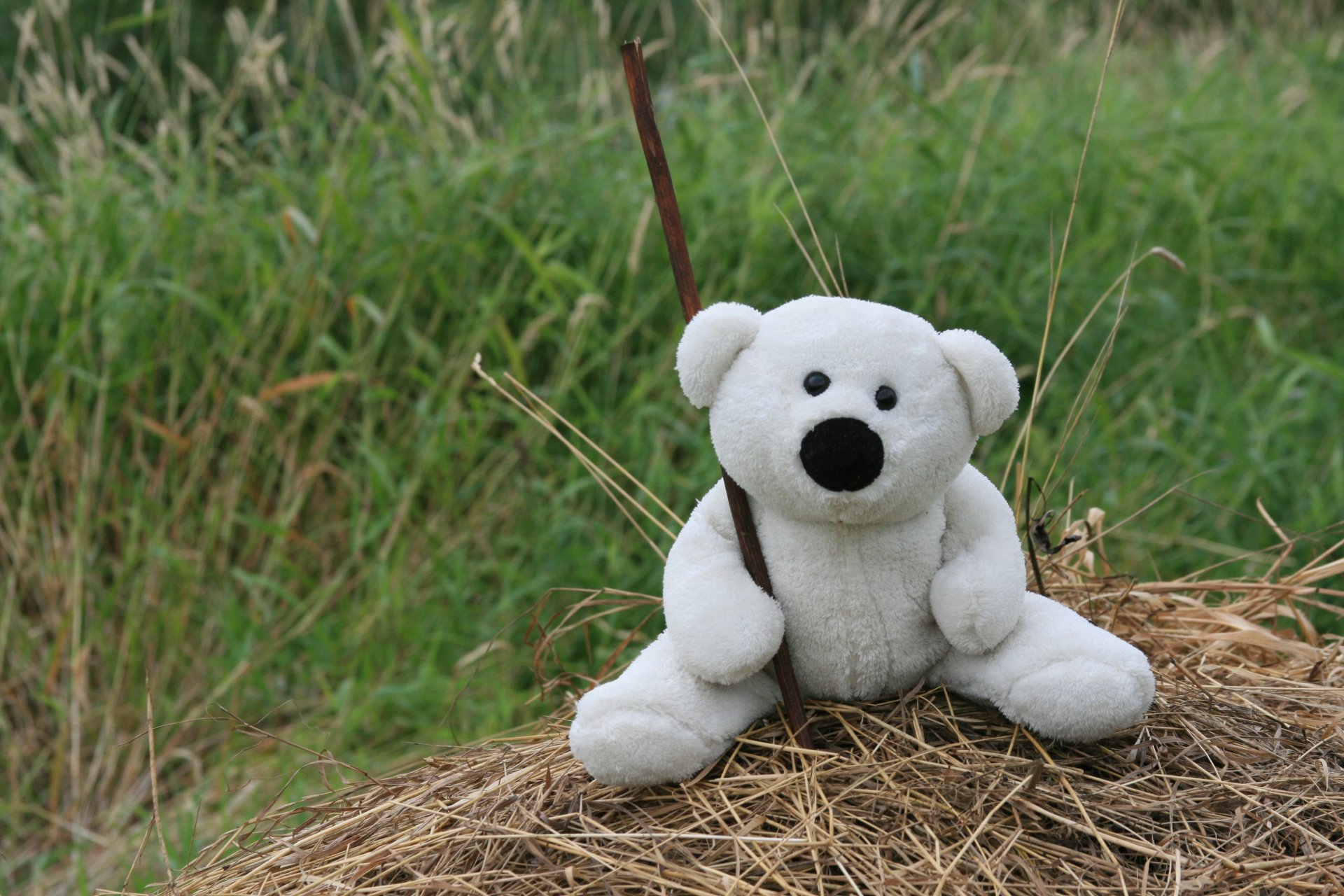 estados de ánimo oso de peluche blanco juguete paseo hierba heno