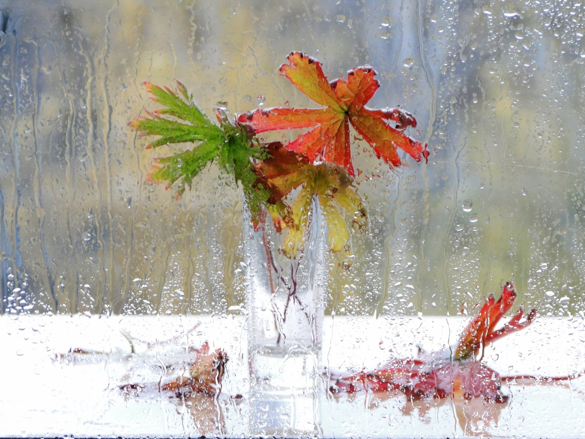 stillleben fenster regen tropfen blumen vase