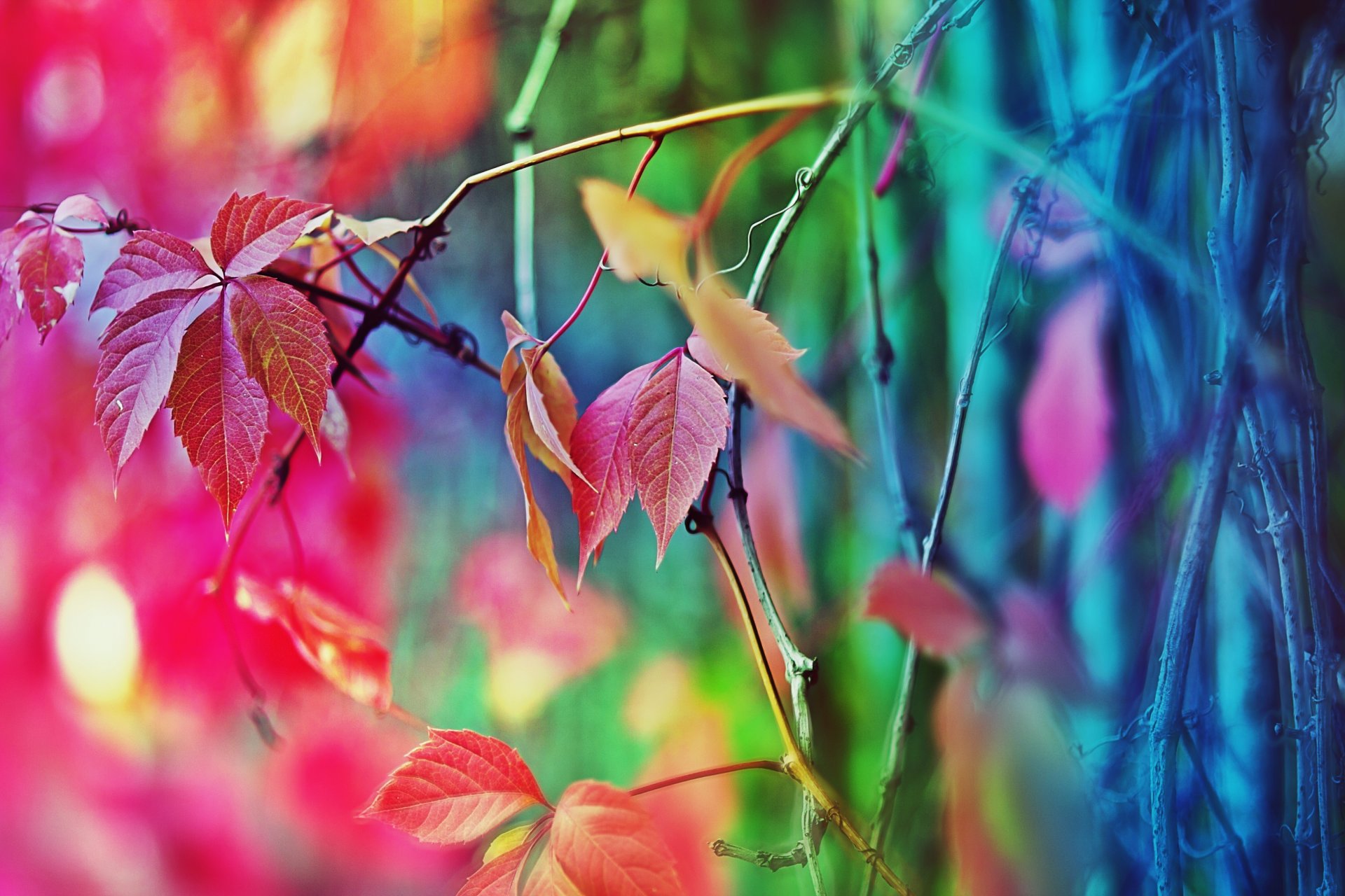 humeur automne arbre clôture couleurs