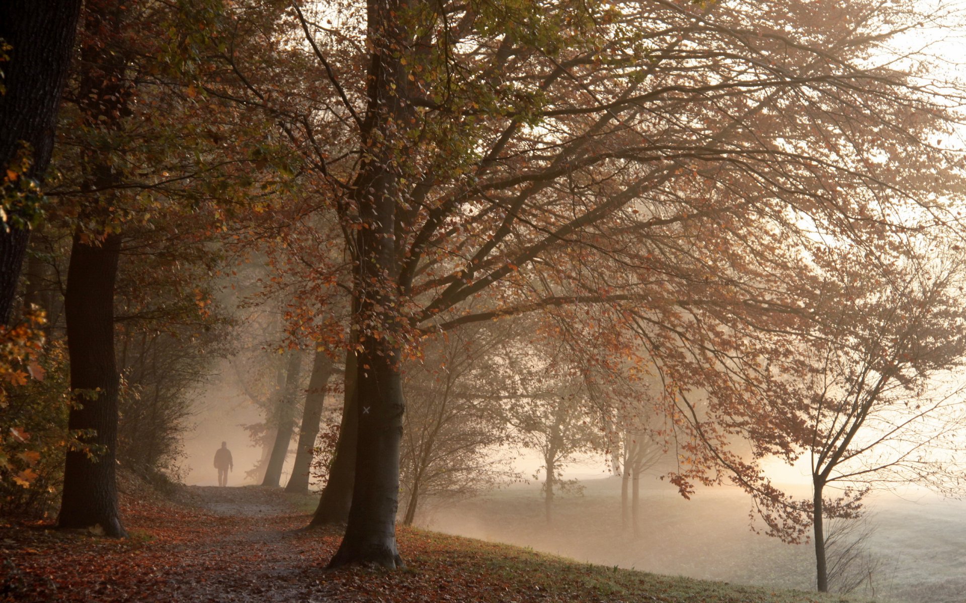 park mgła jesień