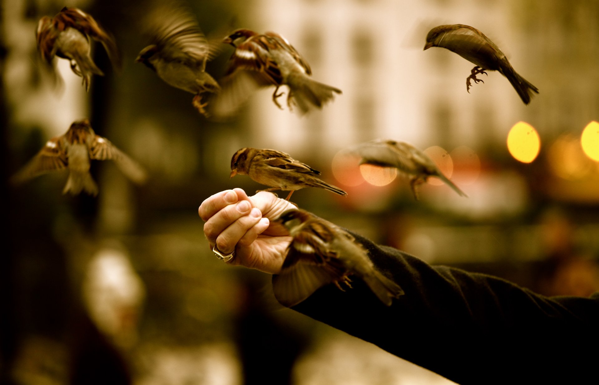 hand sparrows feeds feed bird wallpaper