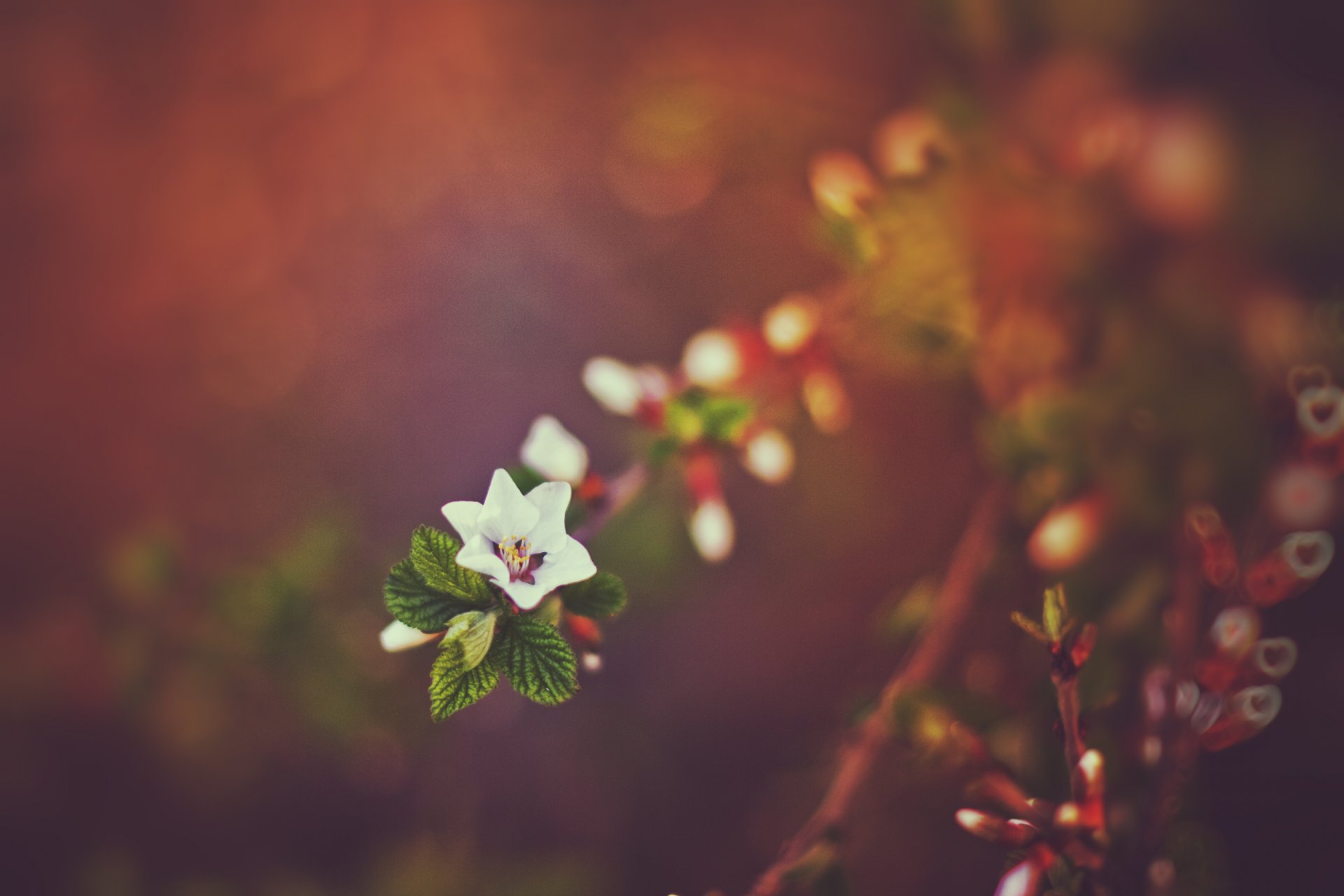 primavera natura bokeh tramonto ramoscelli