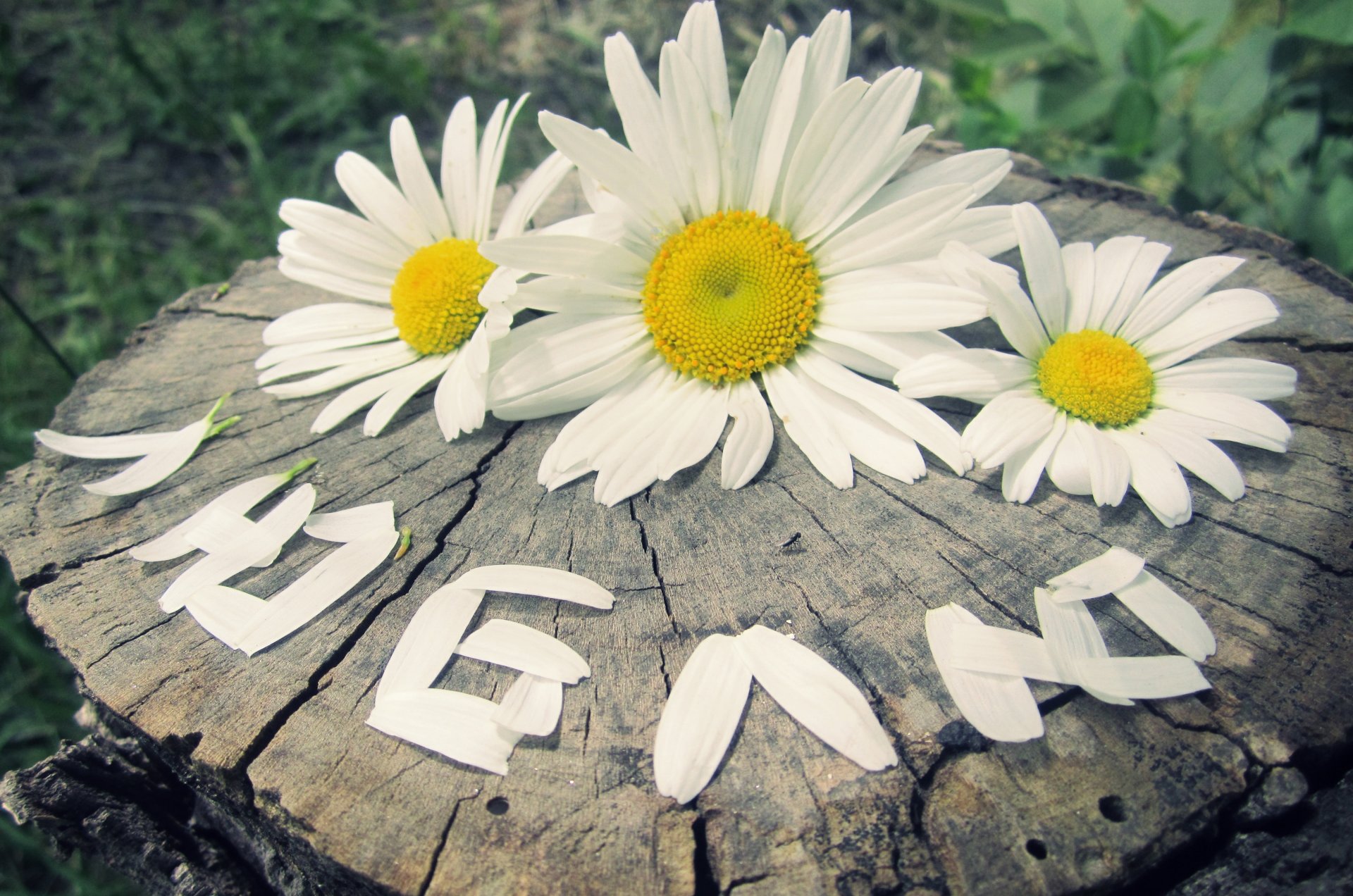 liebe gefühle blumen gänseblümchen