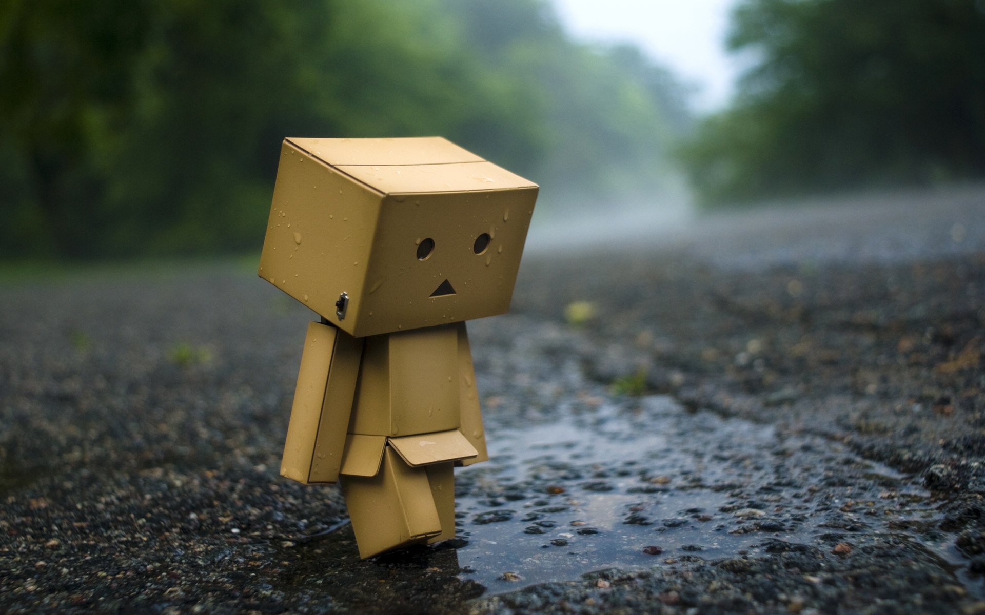 danbo caja charco asfalto lluvia estado de ánimo hombre danboard fondo de pantalla