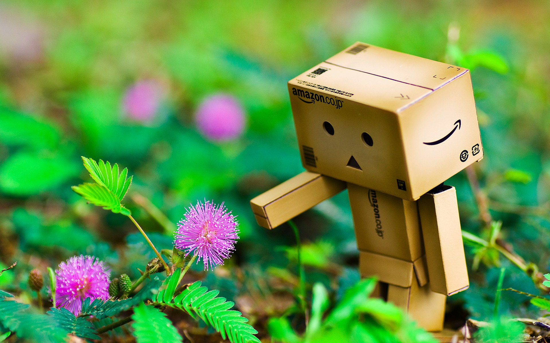 danbo цветы рука