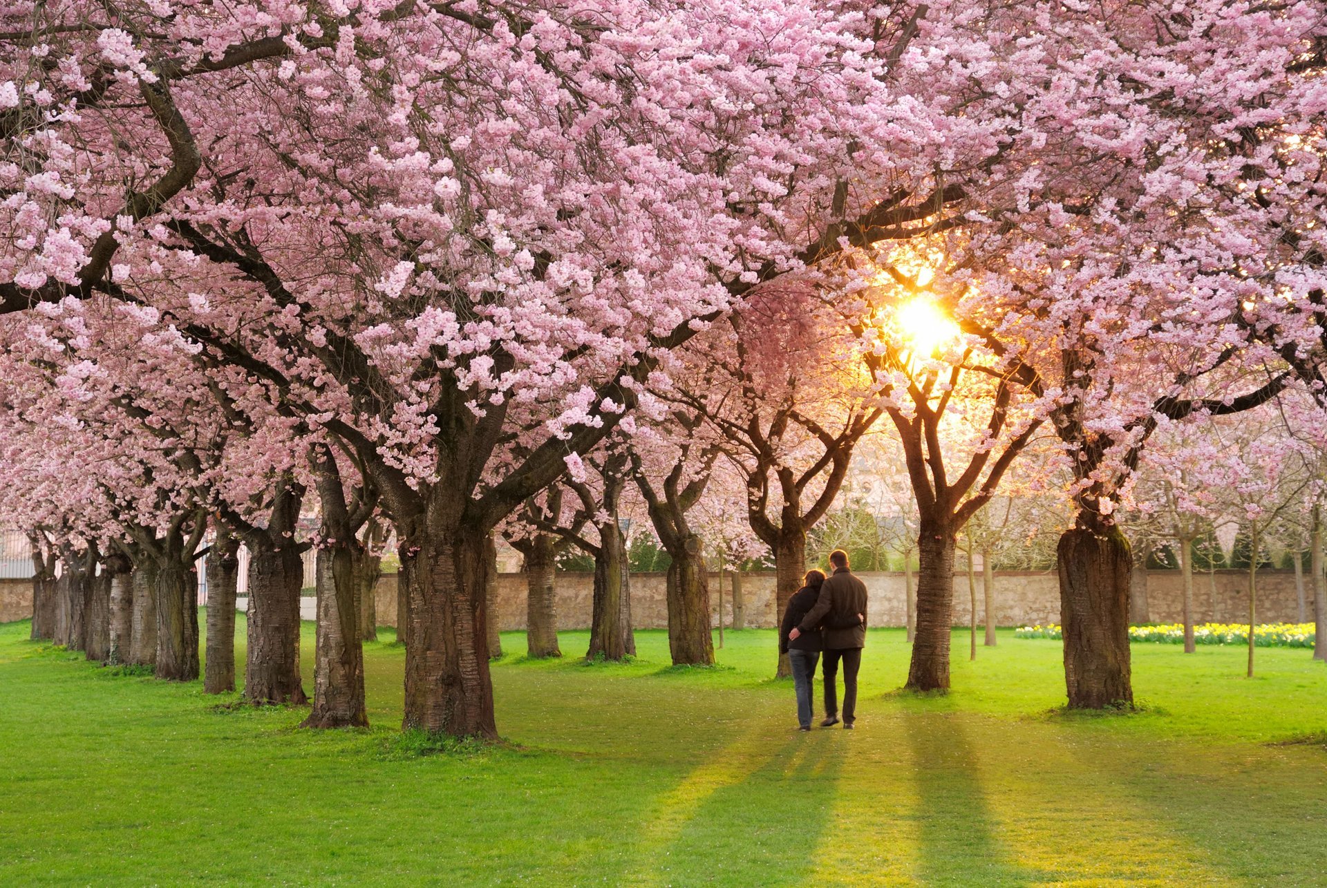 sakura cerisier printemps amour floraison couple ruelle rose pétales humeur printemps