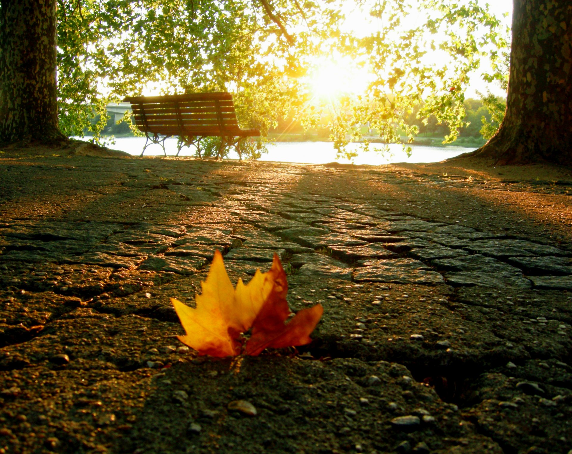 autunno foglia negozio luce