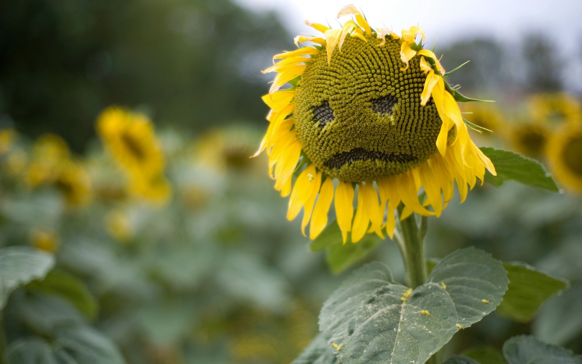 girasol tristeza campo verano naturaleza