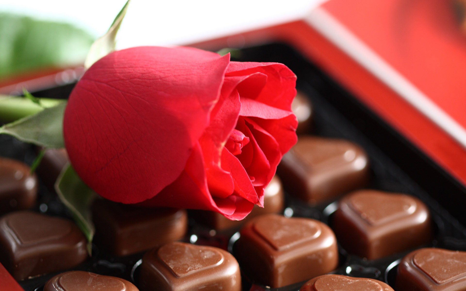 estado de ánimo sentimientos romance amor flor rosa rojo chocolate dulces golosinas postre dulzura corazones macro macro rosa