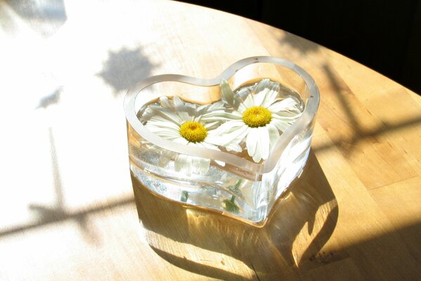 Two daisies in a heart-shaped glass vase