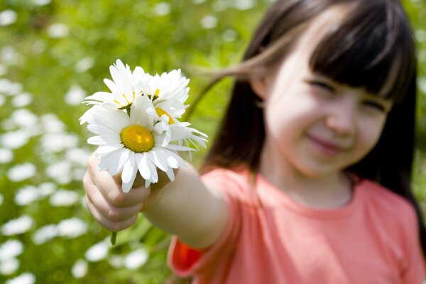 Chamomile field. A child with flowers