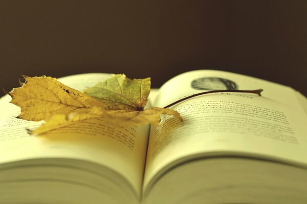 Autumn aesthetics with books