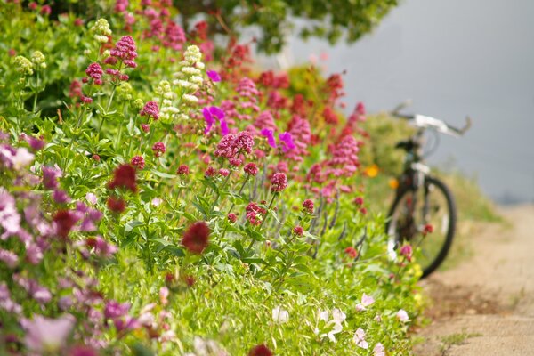 Bicicletta abbandonata a se stessa