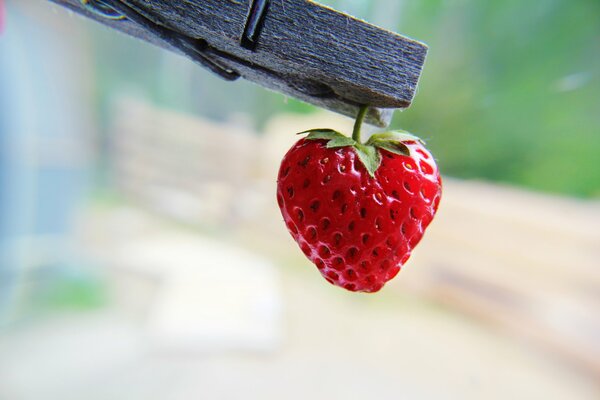 Strawberry on a clothespin pleases the eye