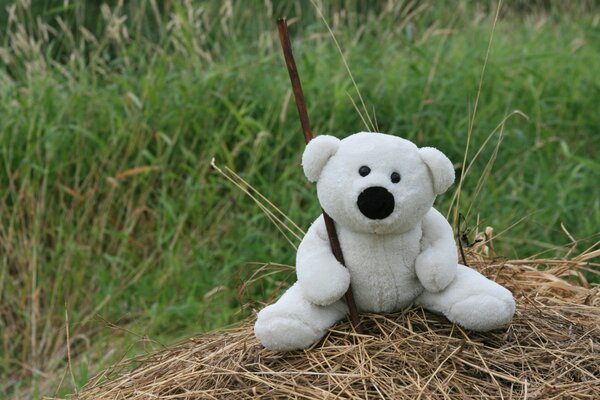 A walk with a white bear on the meadow grass