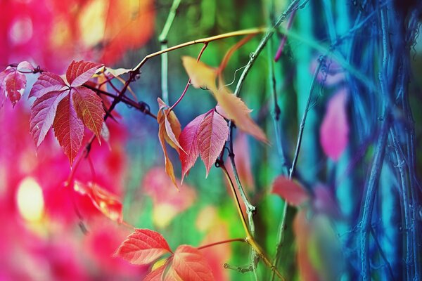 Bunte Herbstblätter