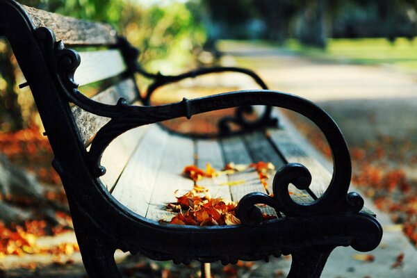 Park bench on the background of autumn leaves