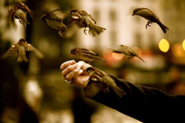 L esthétique de la nature avec de petits oiseaux