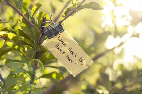 Note sur l arbre avec des feuilles vertes