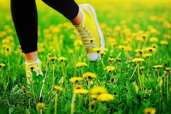 Dandelions in green grass background