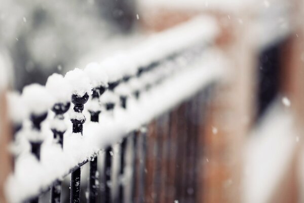 Fluffy snowball on my fence