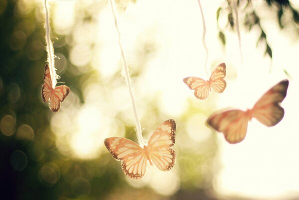 A picture of butterflies against the background of the glare of nature