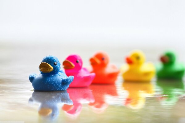 Rainbow ducklings are reflected in the water