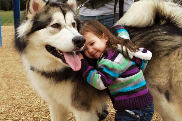 Il cane è il migliore amico dell uomo