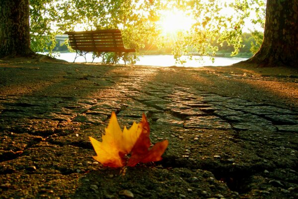 Bench in the autumn park