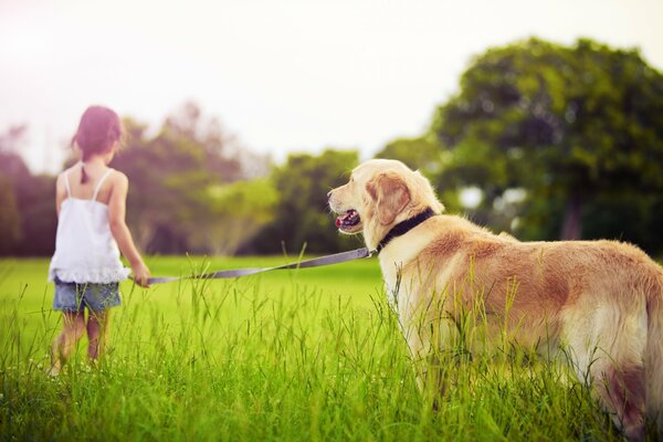 A girl leads a dog on a leash in a meadow