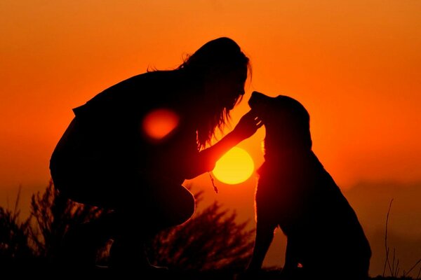 Loyal and devoted friends, dogs