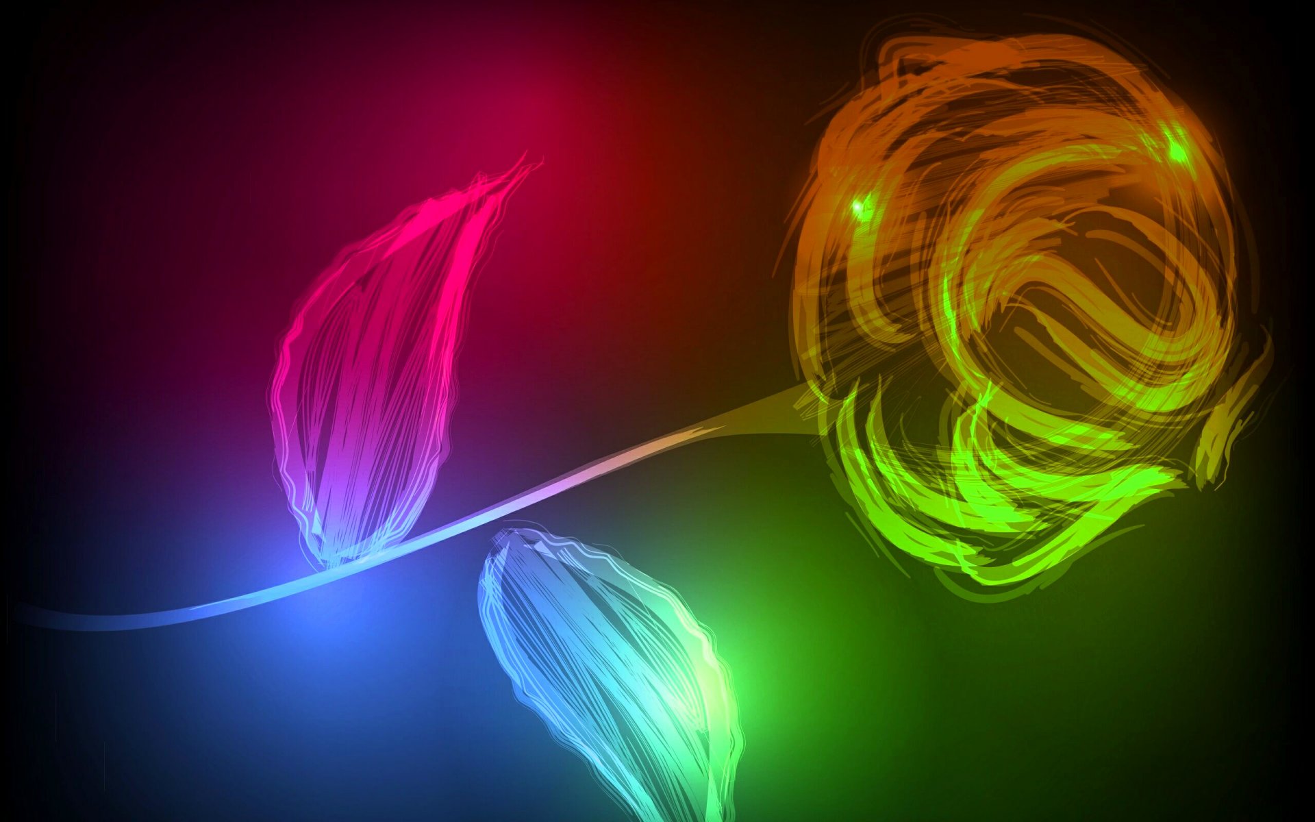 flower rose light abstract line picture